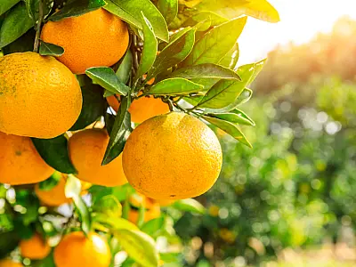 Citricultura sul-mato-grossense projeta expansão para 50 mil hectares até 2030