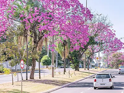 Primavera com calor intenso: estiagem e altas temperaturas aumentam risco de incêndios em MS