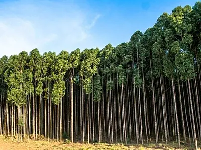 Crise na celulose preocupa Suzano e acende alerta para economia de Mato Grosso do Sul