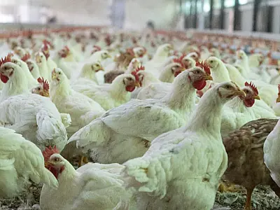 Primeiro caso de gripe aviária é confirmado em Mato Grosso do Sul