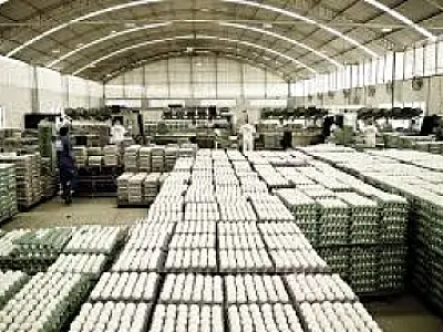 Alta demanda internacional impulsiona produção e exportações de ovos em Mato Grosso do Sul