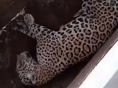 Onça-pintada é flagrada dormindo em curral de fazenda e vídeo viraliza