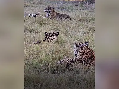 Registro inusitado revela interação familiar entre onças-pintadas no Pantanal