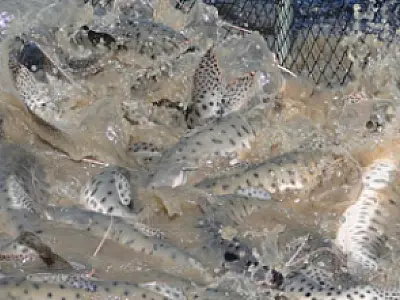 Exportações de pescado avançam em MS, mas incerteza sobre a tilápia gera alerta no setor