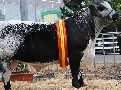 A revolução bovina: A chegada da raça Speckle Park ao Brasil