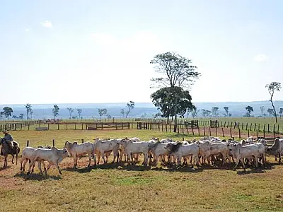 Sistema Famasul alerta: prazo de declaração do ITR 2023 até 29 de setembro