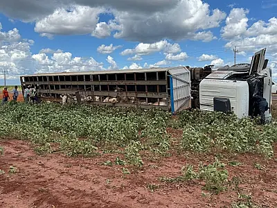 Caminhão boiadeiro carregado tomba na MS-134; motorista e animais são resgatados