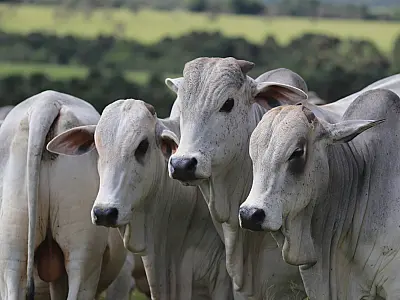 Valorização da arroba do boi pressiona preços da carne bovina em Mato Grosso do Sul