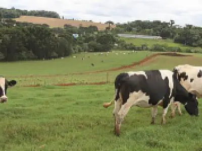 Crise no campo: Produtores de leite brasileiros enfrentam dilema de sacrifício de gado