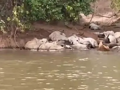 Gado Atolado e morto em rio seco do Pantanal: Seca e incêndios devastam região