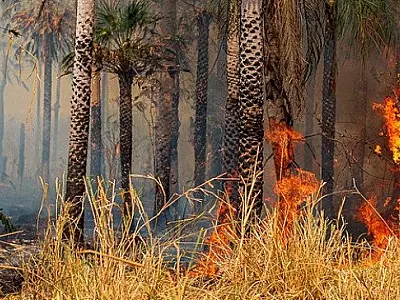 Multa de R$ 100 milhões é aplicada a fazendeiros por incêndio no Pantanal