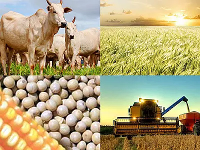 Ministro Fávaro estende investimentos e revela planos para impulsionar setor agropecuário brasileiro