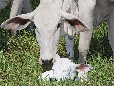 Novas normas para abate de vacas prenhas são publicadas pelo Ministério da Agricultura