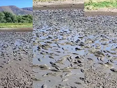 Seca no Pantanal: Peixes agonizam em baía transformada em lamaçal