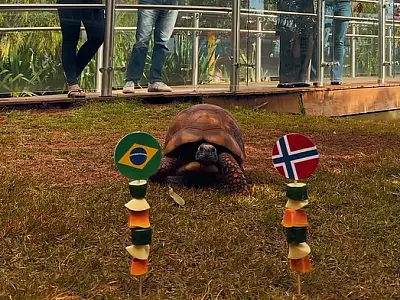 Jabuti do Bioparque aposta em vitória do Brasil contra a Noruega