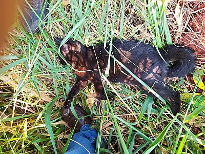 Homem é preso em MS por espancar animal até a morte após discussão sobre castração