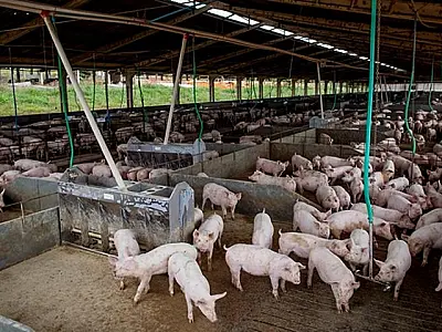 Simpósio Abraves/MS impulsiona setor de produção suína no Estado