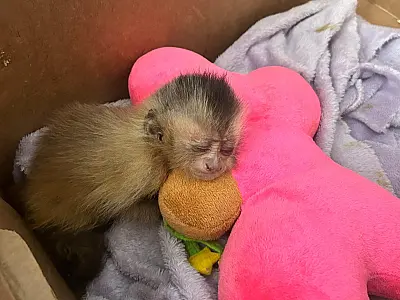 CRAS reforça cuidados com animais silvestres durante o inverno em Mato Grosso do Sul