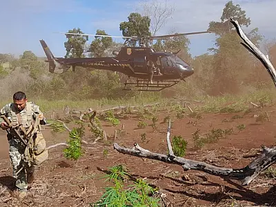 Operação conjunta na fronteira elimina quase 1 milhão de quilos de maconha