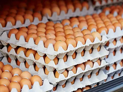 A alta do preço do milho impulsiona o aumento no custo de produção dos ovos em MS