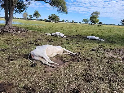 Frio severo causa mortes significativas de gado em Mato Grosso do Sul
