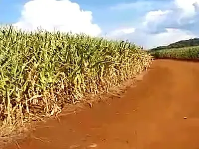 Estiagem reduz safra de milho em MS e causa prejuízo de R$ 3,9 bilhões