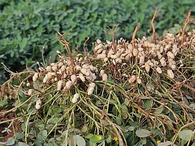 Crescimento do cultivo de amendoim consolida MS como o 2º maior produtor do Brasil