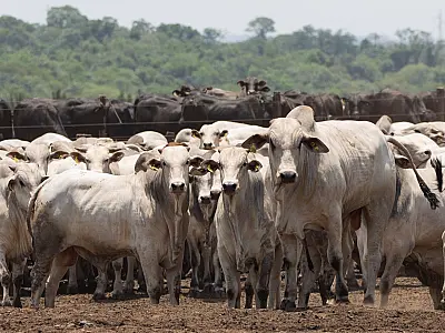 Pecuaristas de MS devem atualizar cadastro de rebanhos até 30 de novembro
