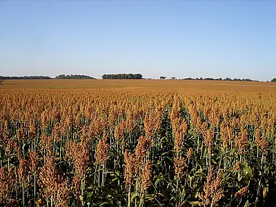 Sorgo se destaca em Mato Grosso do Sul e produção quase dobra em um ano