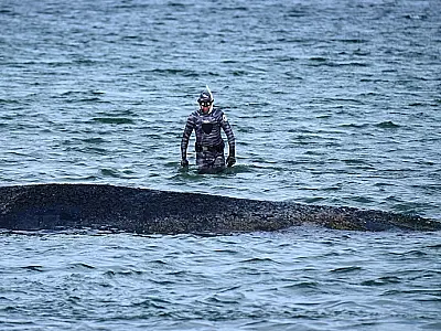 Baleia encontrada morta no Mar Báltico pode ser "Timmy", jubarte resgatada após operação delicada