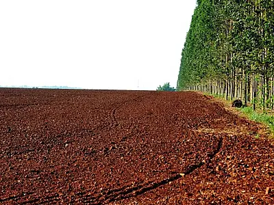 Programa Federal de recuperação de áreas degradadas impulsiona agricultura sustentável em MS
