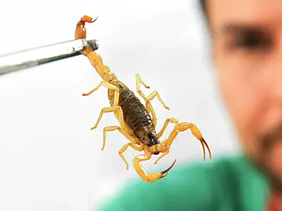 Escorpiões causam 3 a cada 4 acidentes com peçonhentos em MS