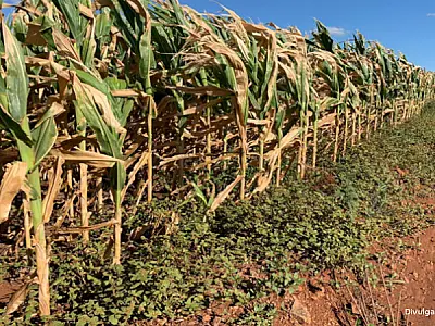 Chuvas tardias em Mato Grosso do Sul não salvam safra de milho da seca e prejuízos persistem