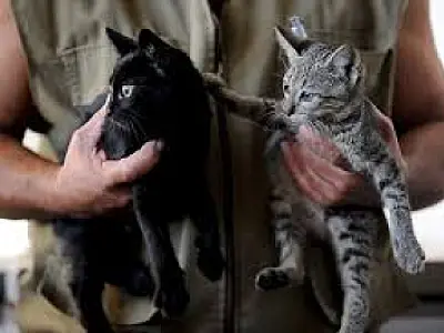 Cadastro Nacional de Animais Domésticos: Identidade para Cães e Gatos será implementada em 2025