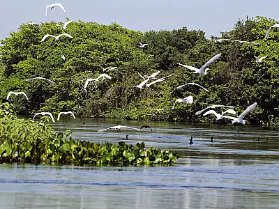 MS, MT e Ministério do Meio Ambiente firmam acordo de proteção ao Pantanal