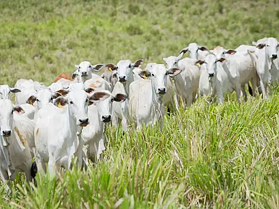 China prorroga investigação sobre carne bovina e acalma mercado do boi gordo