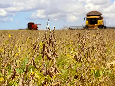 Impacto da estiagem na soja do Sul de MS é avaliado pelo Rally da Safra
