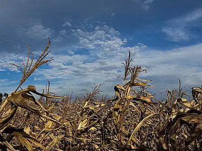 Influência do La Niña pode causar mais prejuízos na produção agrícola de MS