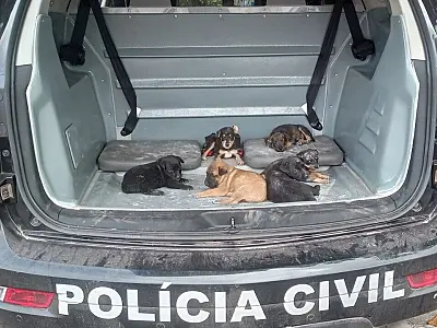Polícia resgata filhotes de cães vítimas de maus-tratos em Corumbá, MS