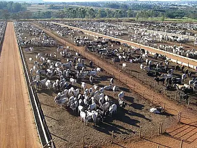 Pecuaristas receberão linha de crédito de até R$250 mil para investir em recria e engorda de animal