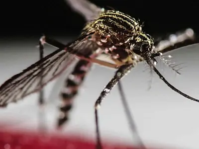 Dengue hemorrágica: reconhecendo os sinais da forma mais grave da doença