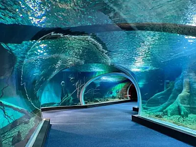 Maior aquário de água doce do mundo, Bioparque Pantanal tem entrada gratuita