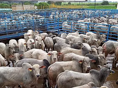 Frigoríficos usam tarifa dos EUA como pretexto para baixar preço do boi, alerta Nelore-MS