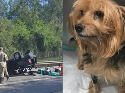 Cão sobrevive a acidente, percorre 5 km e encontra aconchego em casal de idosos