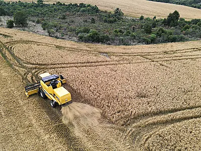 Importação recorde de trigo antecipa desafios para o agronegócio em 2024