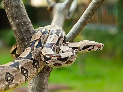 Jiboias são encontradas mortas em Campo Grande e preocupam moradores