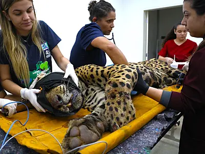 Onça-pintada que teria atacado caseiro em MS segue debilitada e sob cuidados médicos