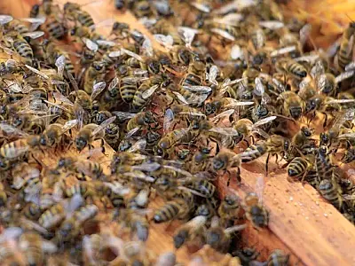 Segunda morte por ataque de abelhas em menos de uma semana alarma moradores de Camapuã