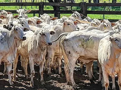 Mato Grosso do Sul registra crescimento recorde no abate de bovinos em 2024