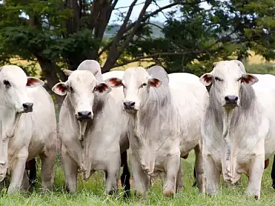 Recuperação no preço da arroba do gado em Mato Grosso do Sul